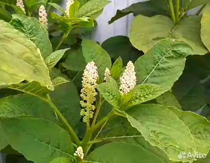 Фитолакка (лаконос)