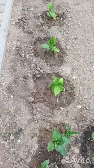 Цветы мирабилис