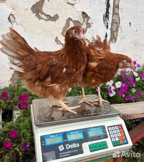 Куры молодки