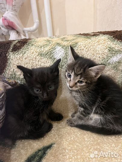 Прекрасные котятки ищут дом
