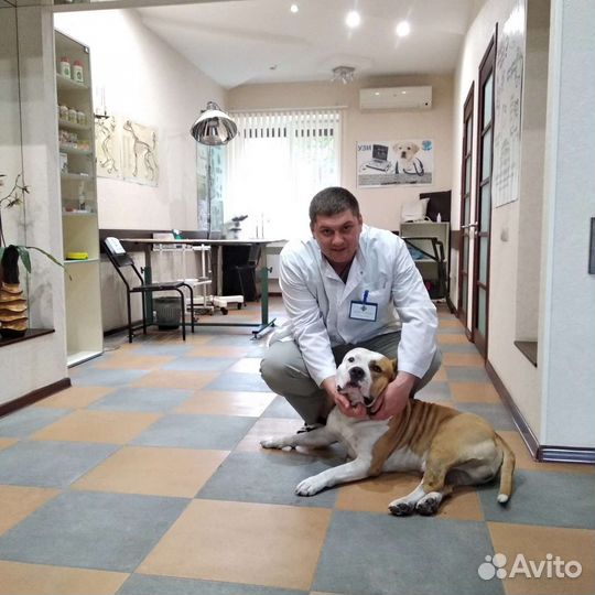 Вызов ветеринара на дом