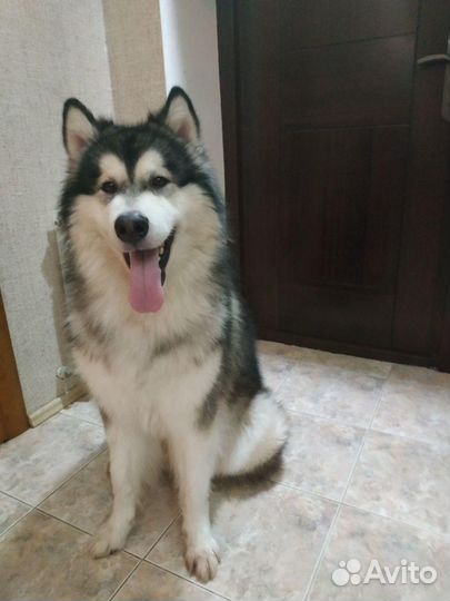 Аляскинский маламут