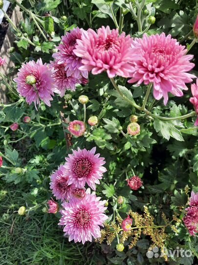 Хризантема