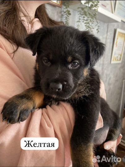 Щенки ротвейлера продажа