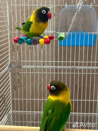 Попугаи неразлучники масковые