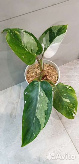 Филодендрон, карамель марбл, розовая принц