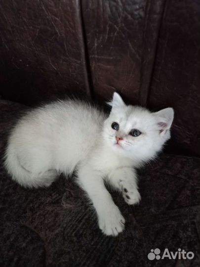 Кошки шотландцы