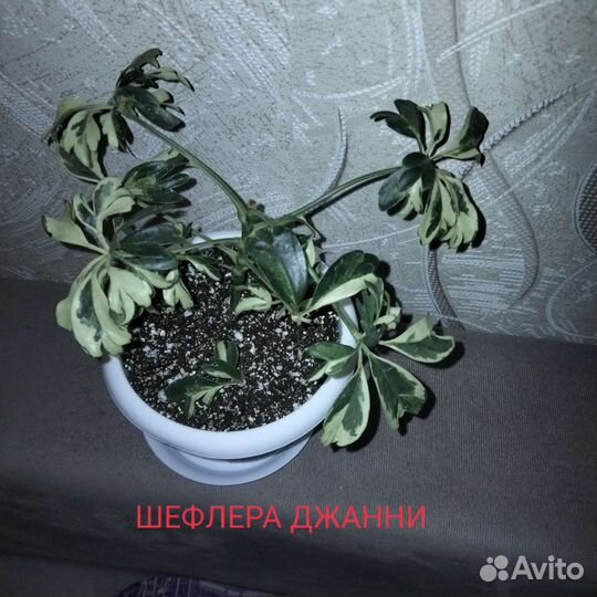Комнатные растения