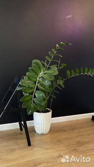 Замиокулькас