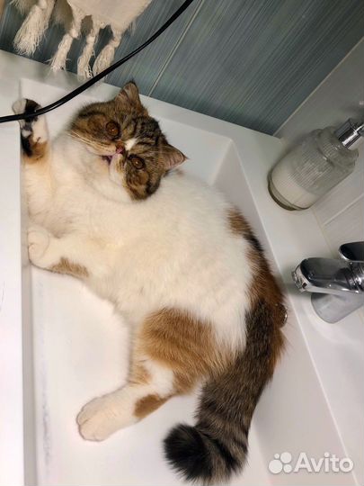 Передержка домашних котов, кошек и котят