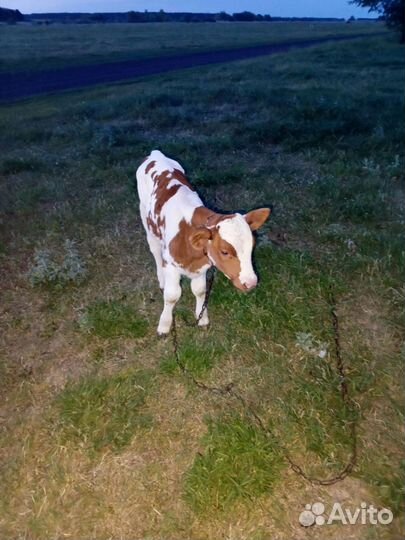 Продам телят