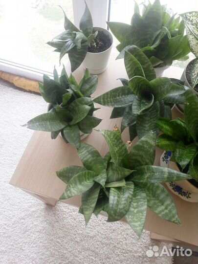 Сансевиерия -тещин язык