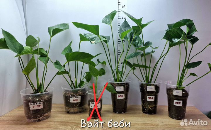 Антуриумы сортовые Белые, Мистик, Ливиум ред