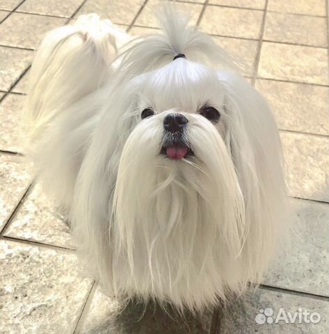 Мальтезе Вязка Жених