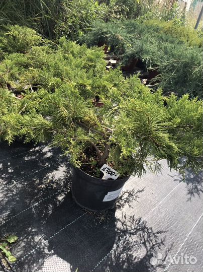 Можжевельники