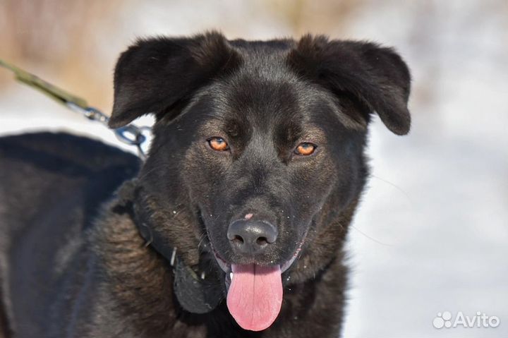 Собака в добрые руки Приют «Лесопилка»