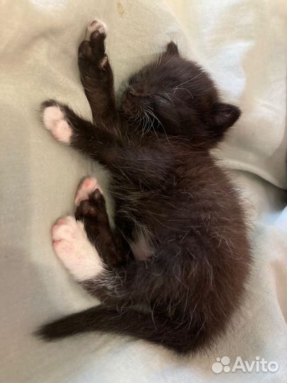 Котёнок мальчик