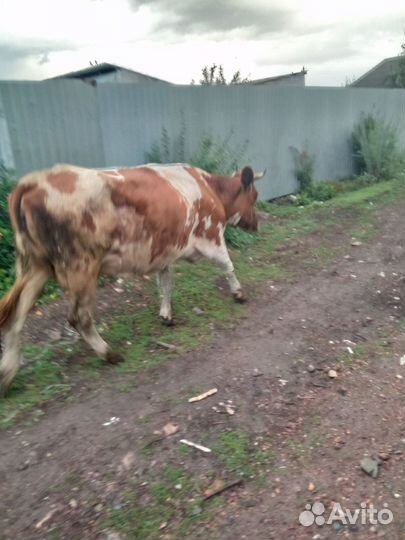 Корова стельная дойная