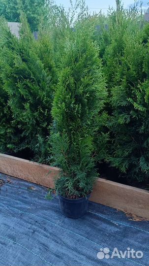 Туя Смарагд 90-100 см