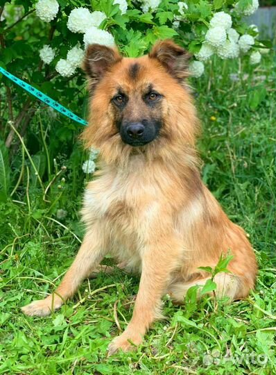 Собака в дар