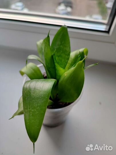 Сансевиерия Хана: комнатное растение, цветок