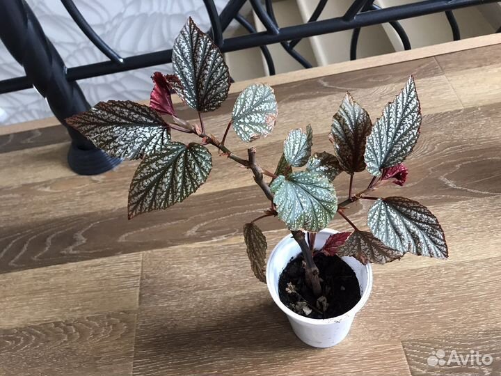 Фиалка, калатея