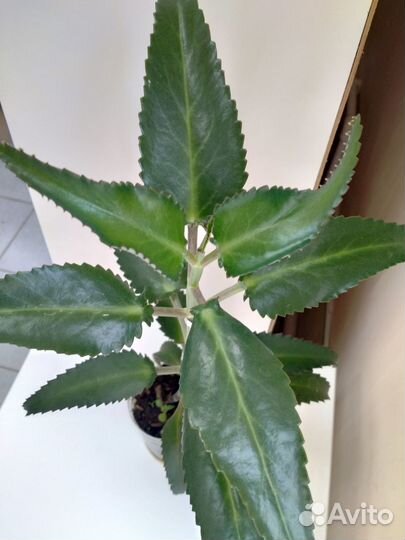 Каланхоэ лечебное