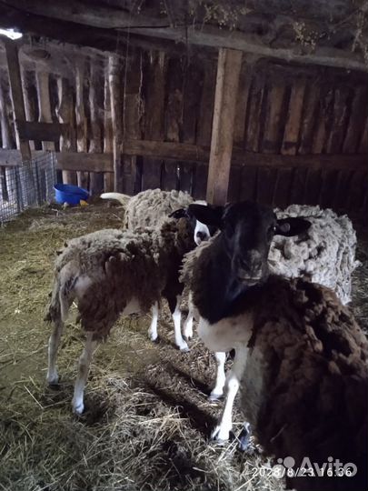 Продам стадо дорперов