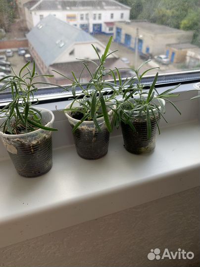 Розмарин растение