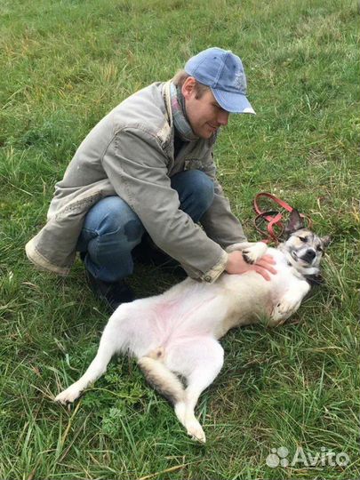 Западно сибирская лайка метис в дар