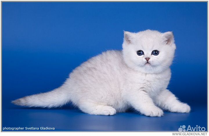 Шотландские серебристые котята