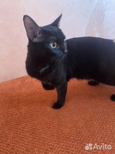 Бомбейская кошка