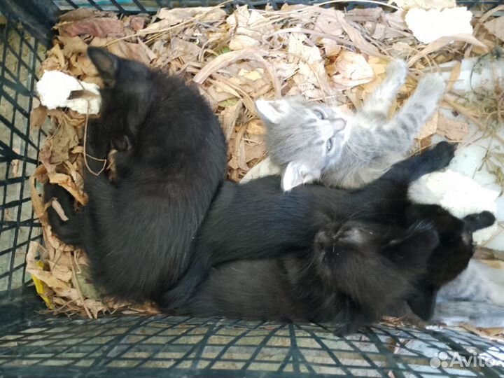 Котята в добрые ручки (бесплатно)