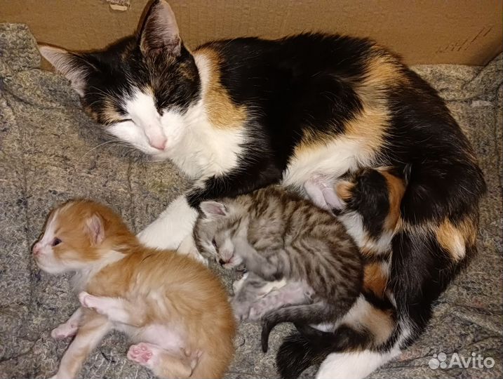 Котёнок девочка в добрые руки бесплатно