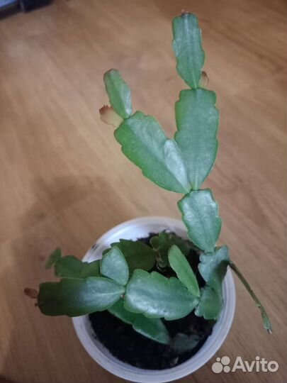 Цветок декабрист