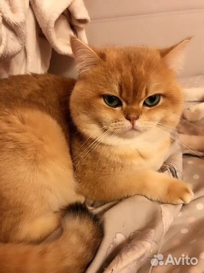 Вязка. Британская шиншилла ny12 кот