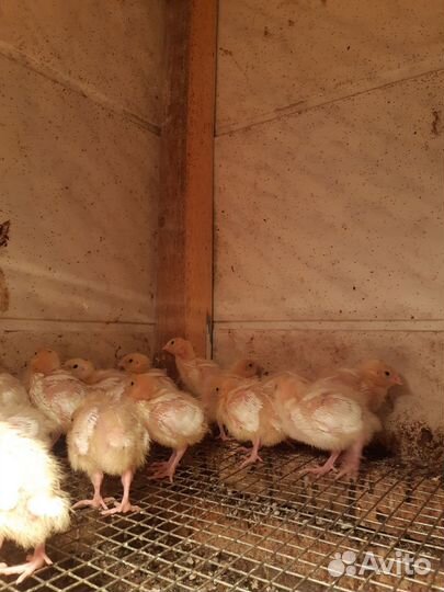 Техасский перепел