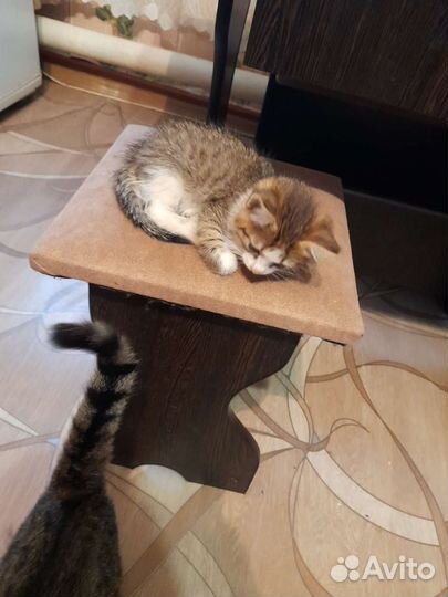 Котик в добрые руки