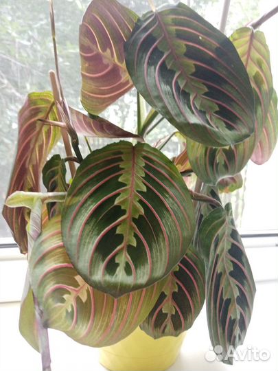 Маранта триколор