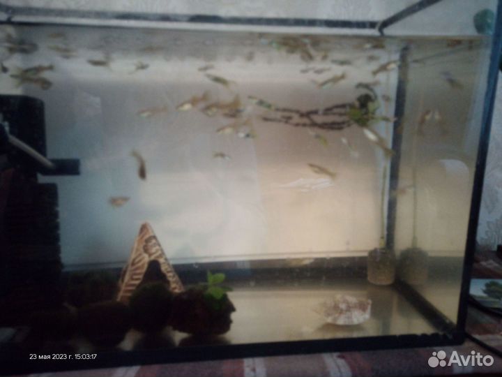 Аквариумные рыбки