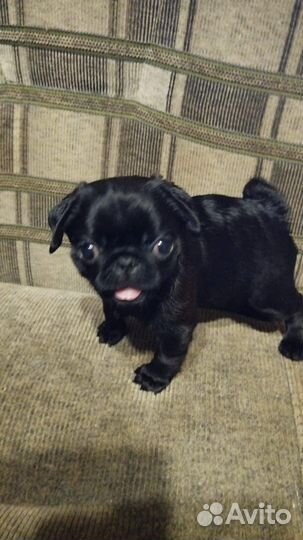 Щенки мопса