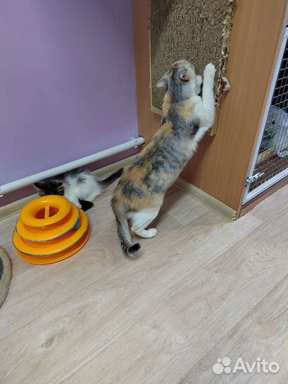 Кошки в добрые руки бесплатно