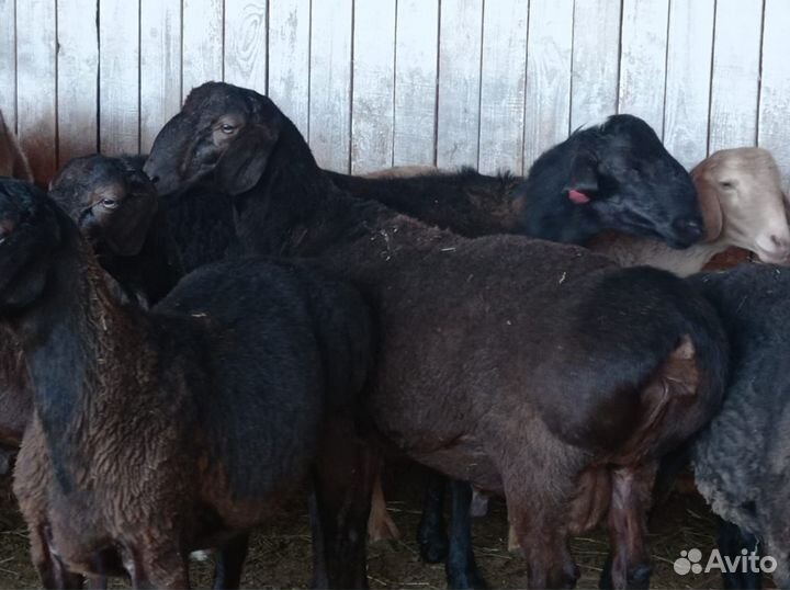 Бараны гиссарской породы