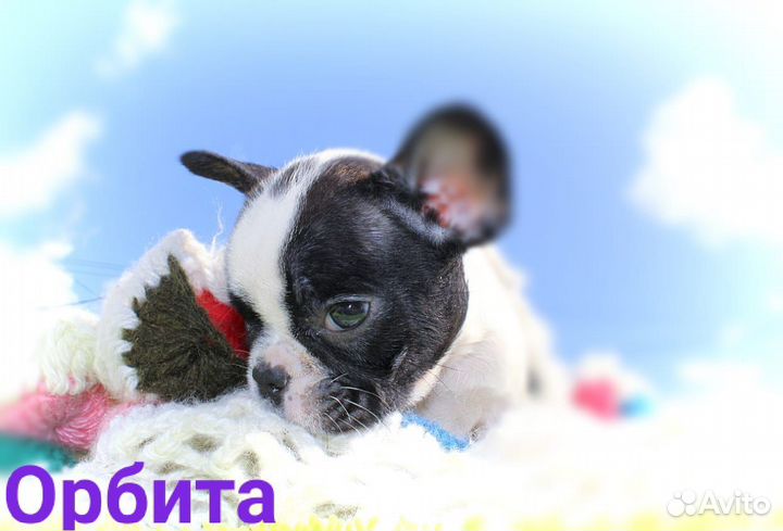 Французский бульдог щенки