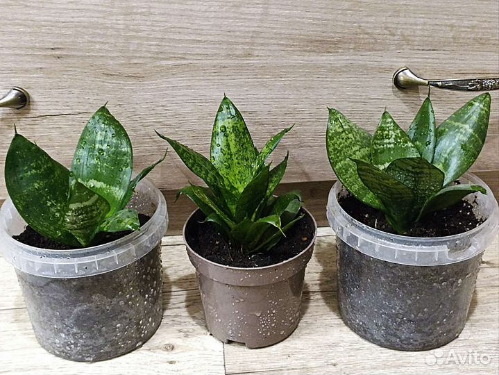 Сансевиерия ханни