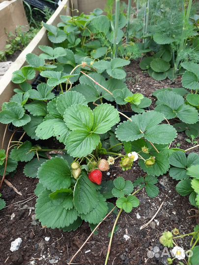 Земляника садовая Федерика (саженцы)