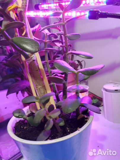 Денежное дерево, толстянка