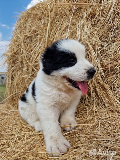 Щенки алабая