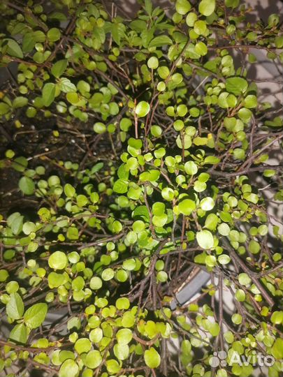 Мюленбекия, жимолость