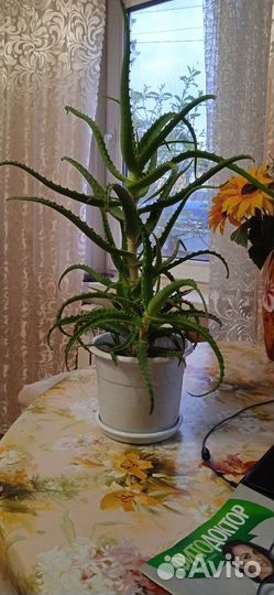 Комнатные цветы алоэ